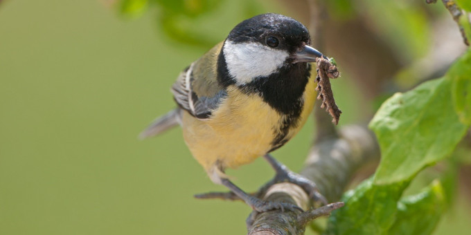 Mésange charbonnière avec une chenille au bec